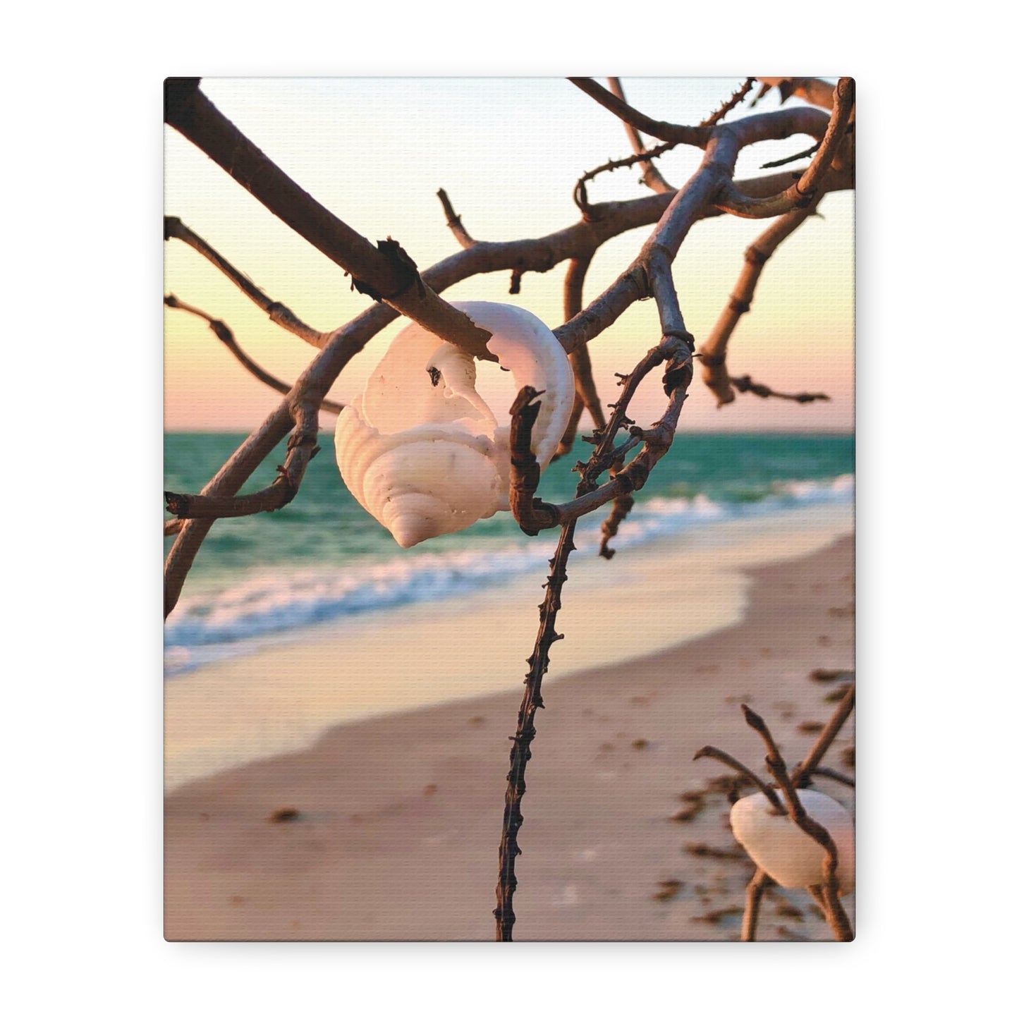 North Captiva Island, Shell’s Embrace Matte Canvas, Stretched, 1.25". Available in sizes from 8” x 10”-12” x 18”