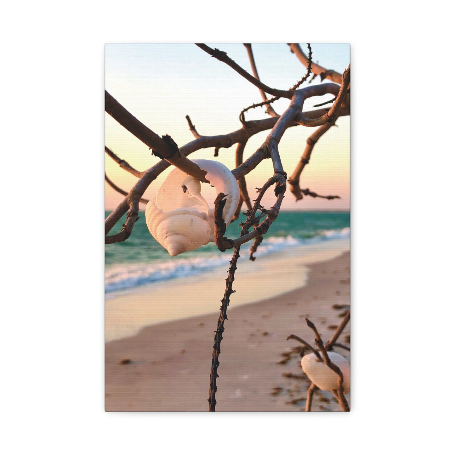 North Captiva Island, Shell’s Embrace Matte Canvas, Stretched, 1.25". Available in sizes from 8” x 10”-12” x 18”