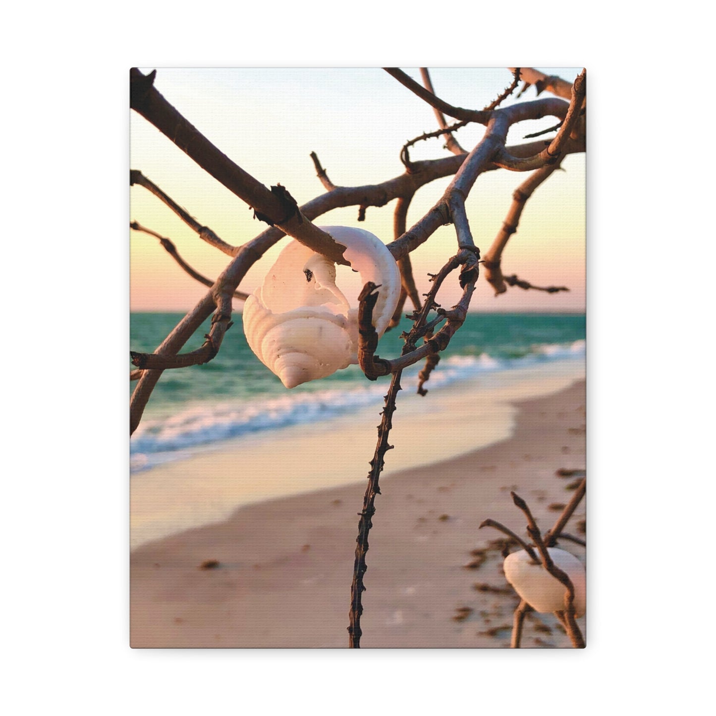 North Captiva Island, Shell’s Embrace Matte Canvas, Stretched, 1.25". Available in sizes from 8” x 10”-12” x 18”