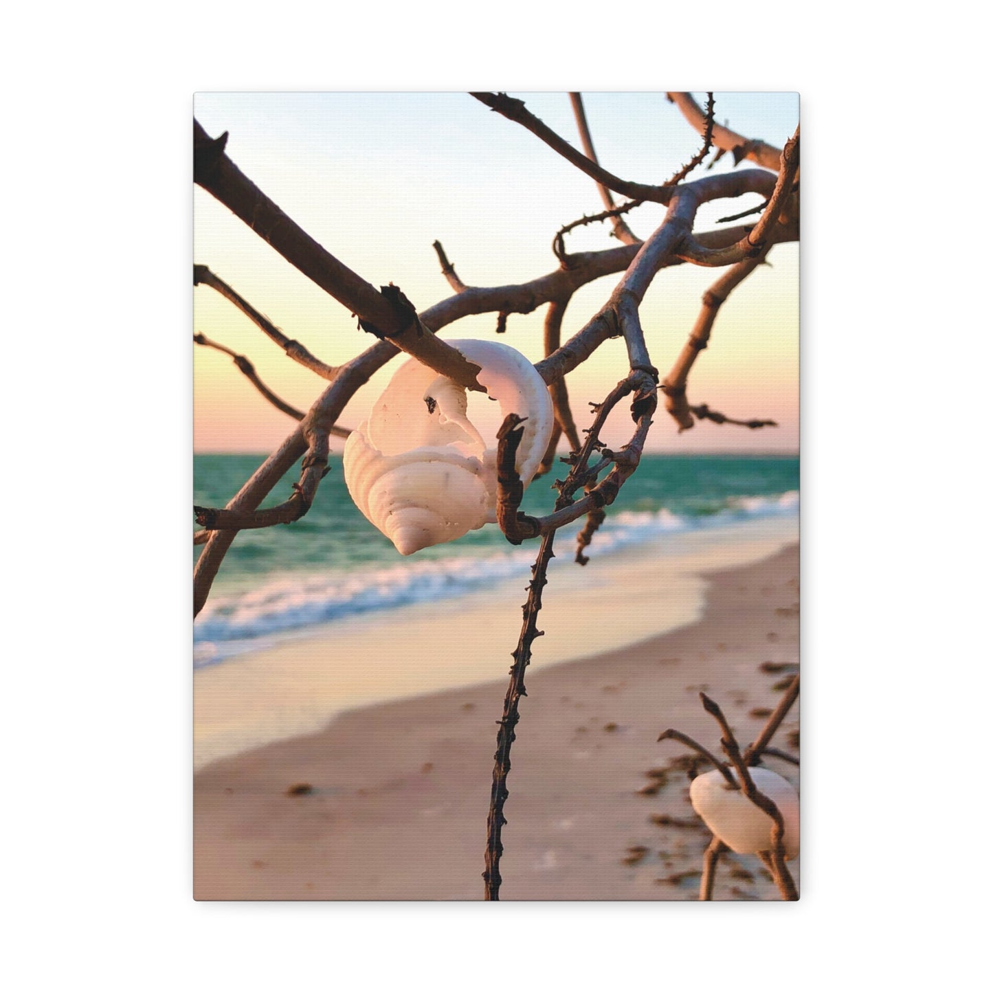 North Captiva Island, Shell’s Embrace Matte Canvas, Stretched, 1.25". Available in sizes from 8” x 10”-12” x 18”